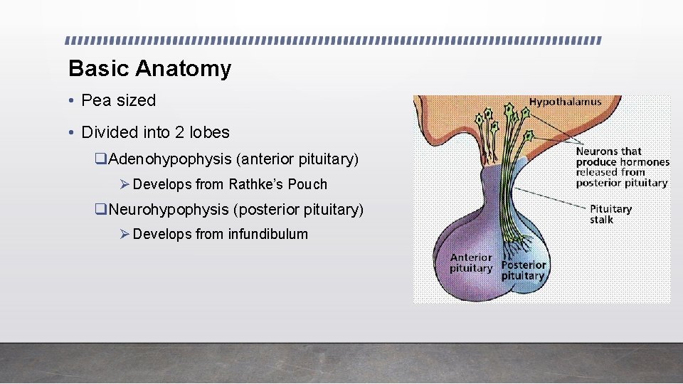 Basic Anatomy • Pea sized • Divided into 2 lobes q. Adenohypophysis (anterior pituitary)