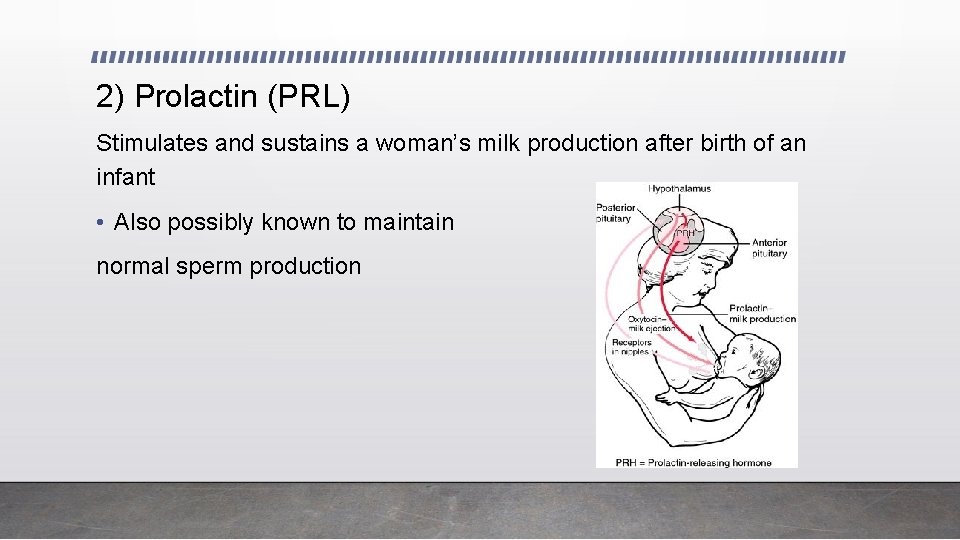 2) Prolactin (PRL) Stimulates and sustains a woman’s milk production after birth of an