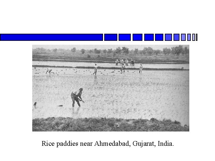 Rice paddies near Ahmedabad, Gujarat, India. 