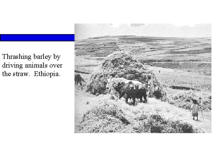 Thrashing barley by driving animals over the straw. Ethiopia. 