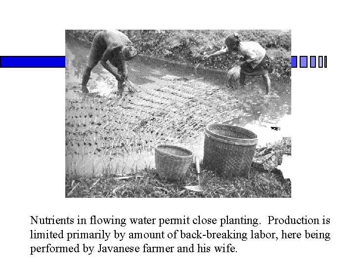 Nutrients in flowing water permit close planting. Production is limited primarily by amount of
