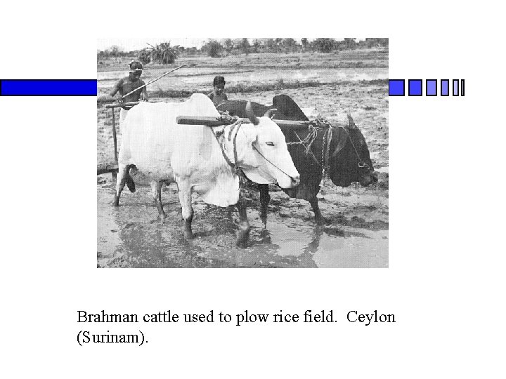 Brahman cattle used to plow rice field. Ceylon (Surinam). 
