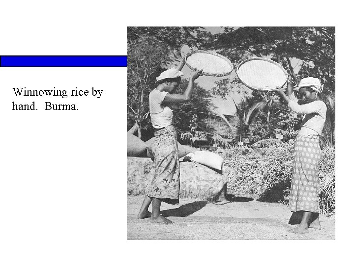 Winnowing rice by hand. Burma. 