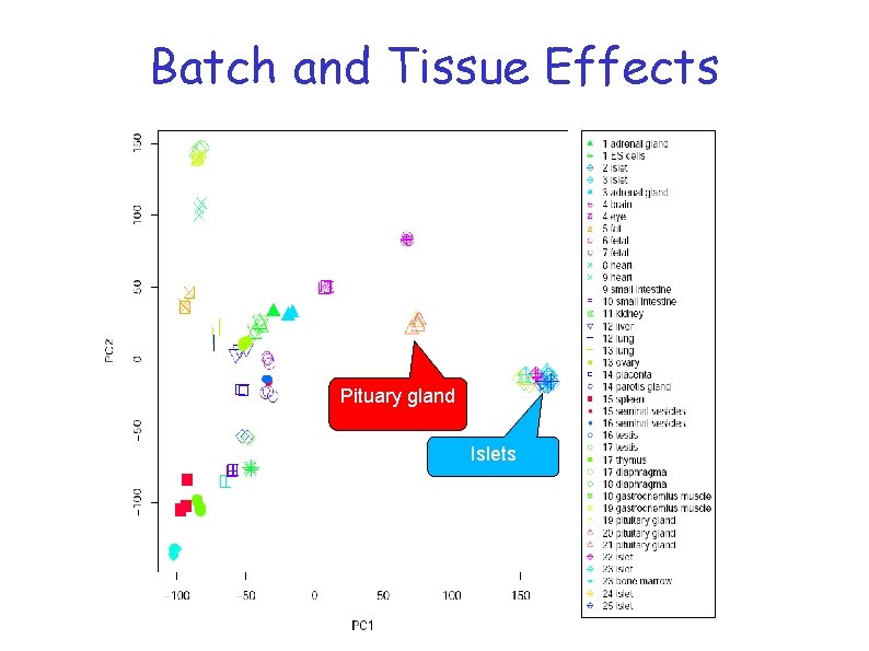 Batch and Tissue Effects Pituary gland Islets Batch and Tissue Effects Pituary gland Islets