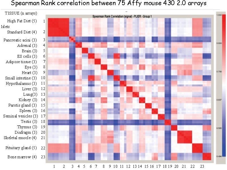 Spearman Rank correlation between 75 Affy mouse 430 2. 0 arrays TISSUE (n arrays) Spearman Rank correlation between 75 Affy mouse 430 2. 0 arrays TISSUE (n arrays)