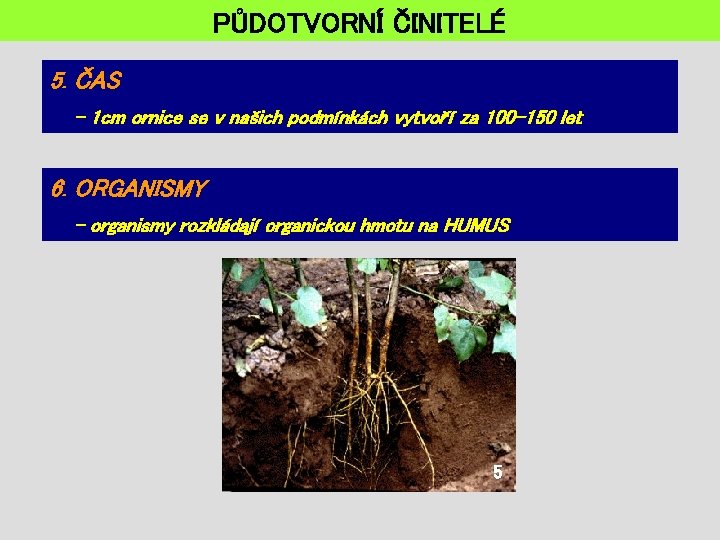 PŮDOTVORNÍ ČINITELÉ 5. ČAS - 1 cm ornice se v našich podmínkách vytvoří za