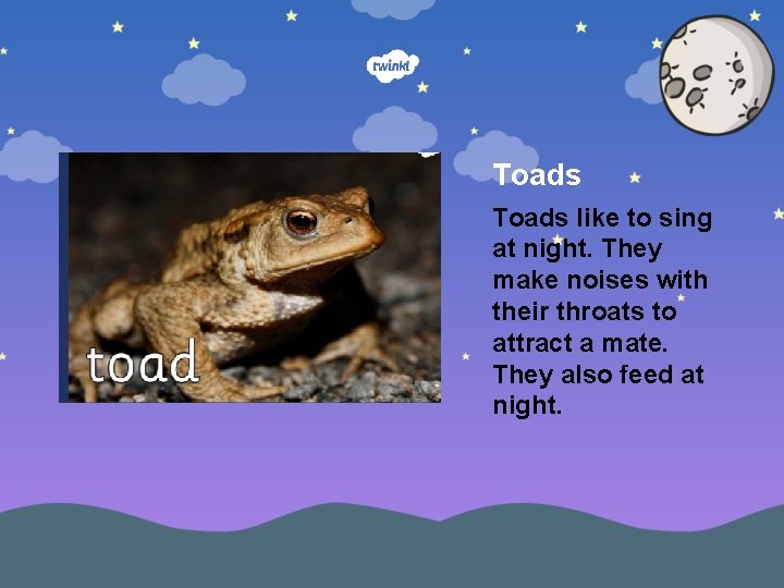 Toads like to sing at night. They make noises with their throats to attract