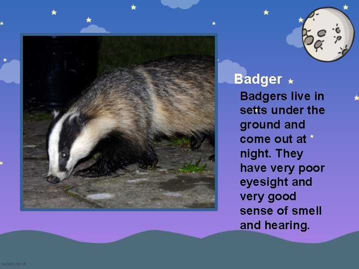 Badgers live in setts under the ground and come out at night. They have