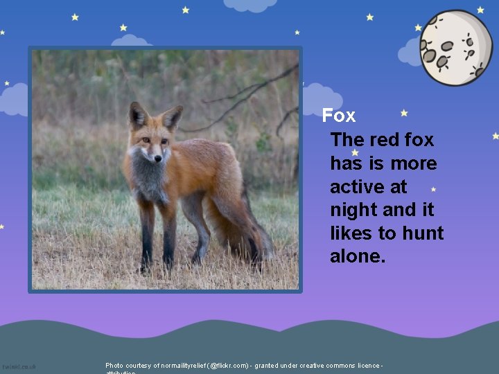 Fox The red fox has is more active at night and it likes to