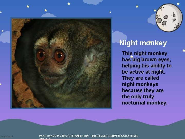 Night monkey This night monkey has big brown eyes, helping his ability to be