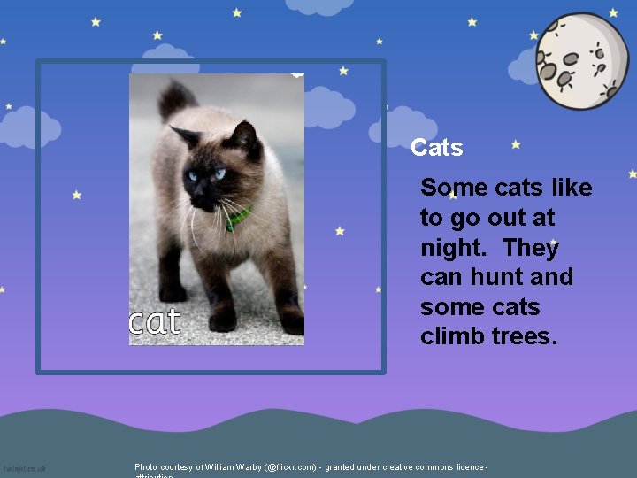 Cats Some cats like to go out at night. They can hunt and some