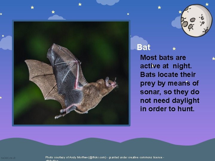 Bat Most bats are active at night. Bats locate their prey by means of
