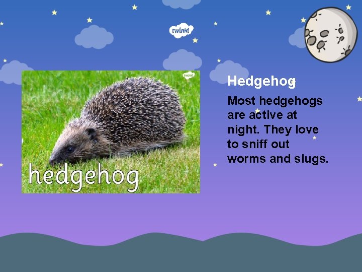 Hedgehog Most hedgehogs are active at night. They love to sniff out worms and