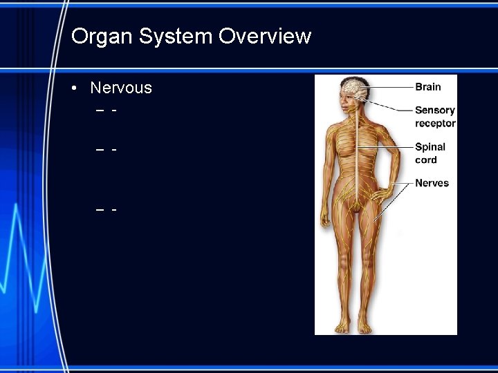 Organ System Overview • Nervous – – - 