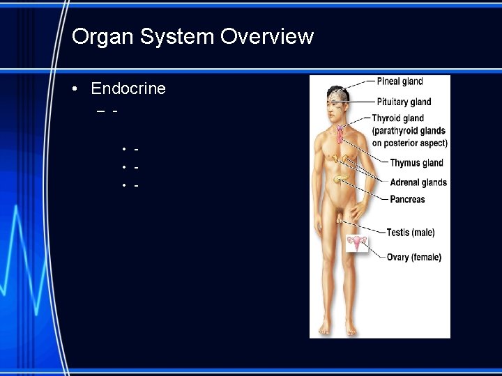 Organ System Overview • Endocrine – • • • - 