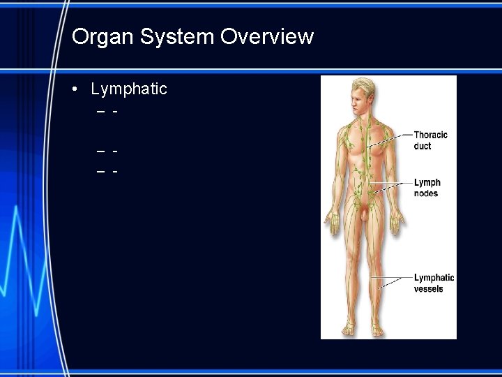 Organ System Overview • Lymphatic – – – - 