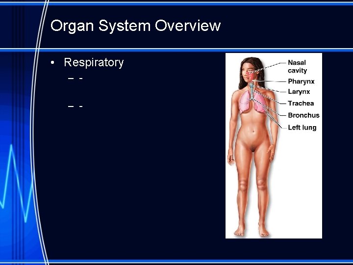 Organ System Overview • Respiratory – – - 