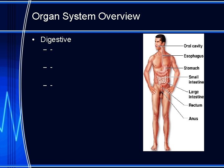 Organ System Overview • Digestive – – – - 