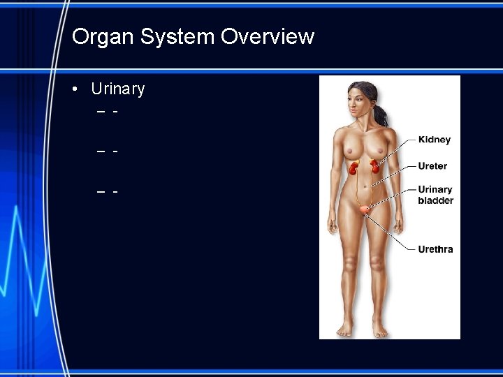 Organ System Overview • Urinary – – – - 