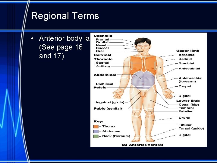 Regional Terms • Anterior body landmarks (See page 16 and 17) 