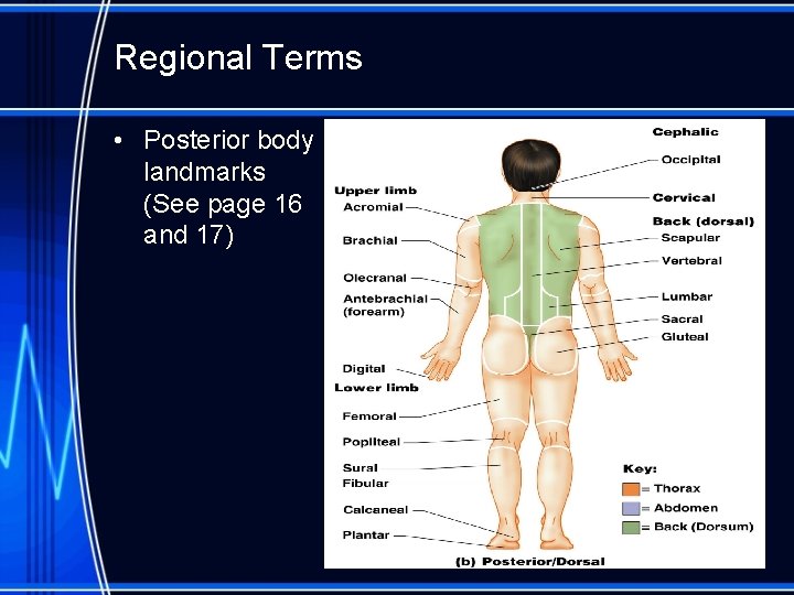 Regional Terms • Posterior body landmarks (See page 16 and 17) 
