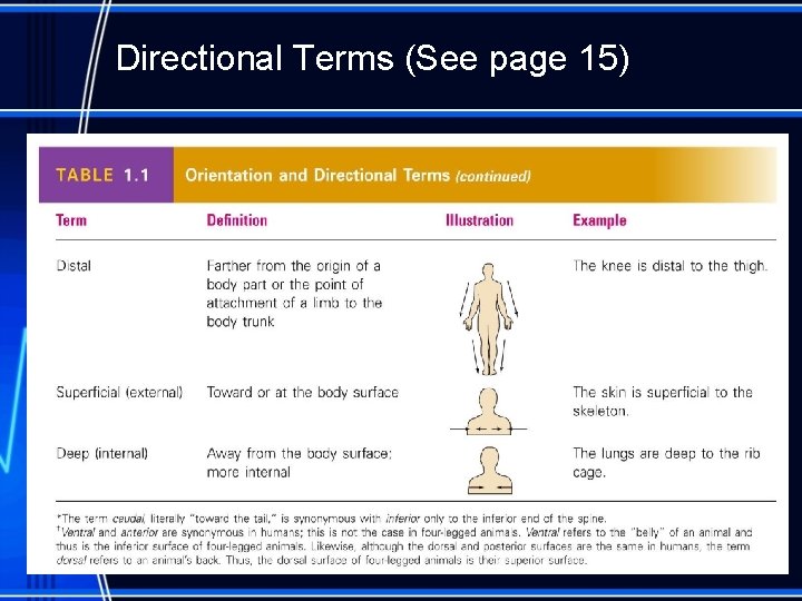 Directional Terms (See page 15) 