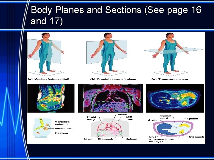Body Planes and Sections (See page 16 and 17) 