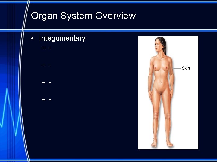 Organ System Overview • Integumentary – – - 