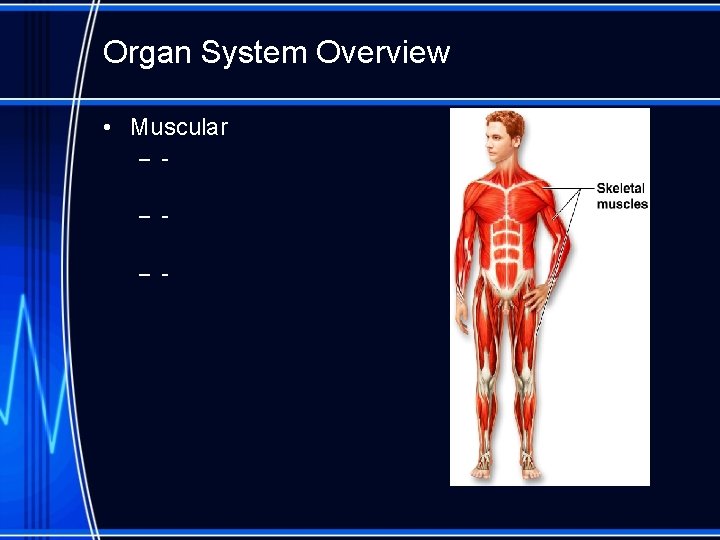 Organ System Overview • Muscular – – – - 