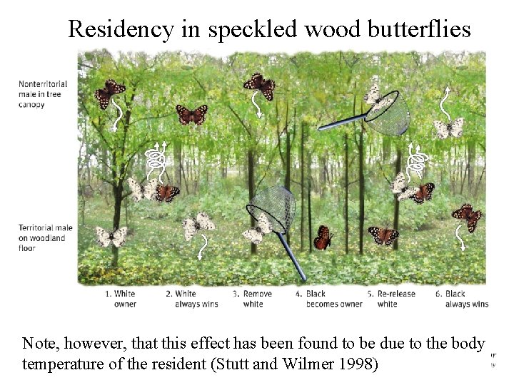 Residency in speckled wood butterflies Note, however, that this effect has been found to