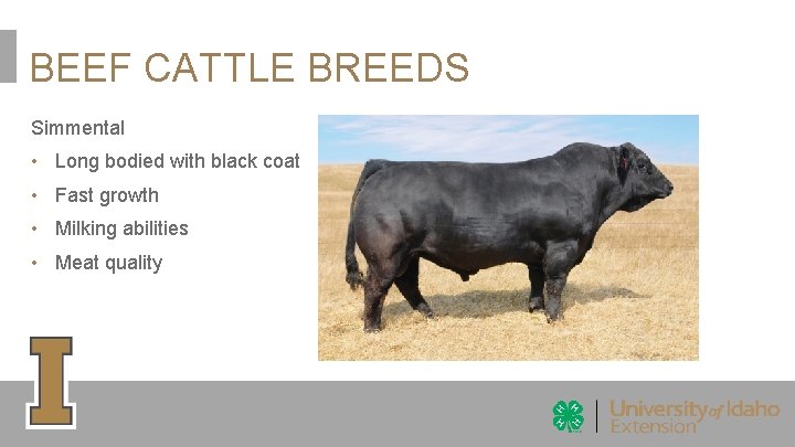 BEEF CATTLE BREEDS Simmental • Long bodied with black coat • Fast growth •