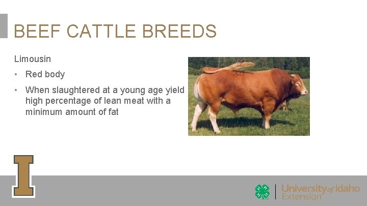 BEEF CATTLE BREEDS Limousin • Red body • When slaughtered at a young age