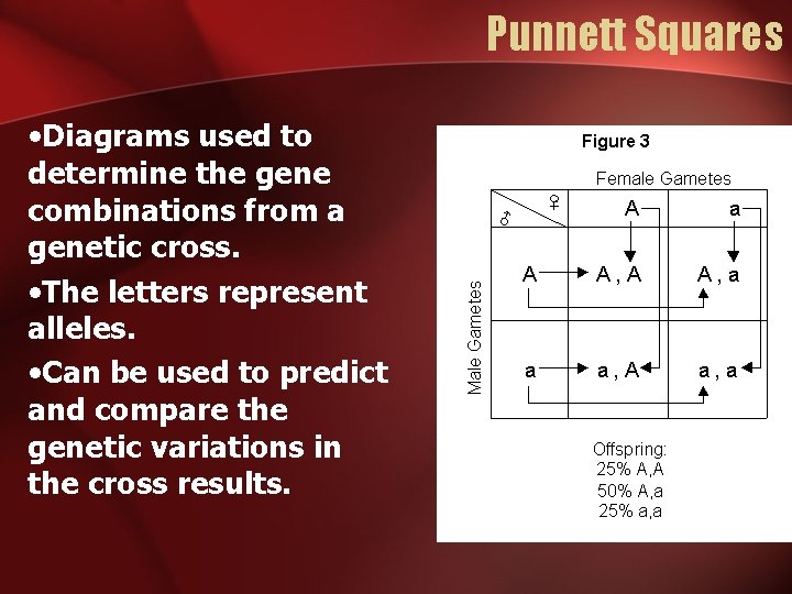Punnett Squares • Diagrams used to determine the gene combinations from a genetic cross.