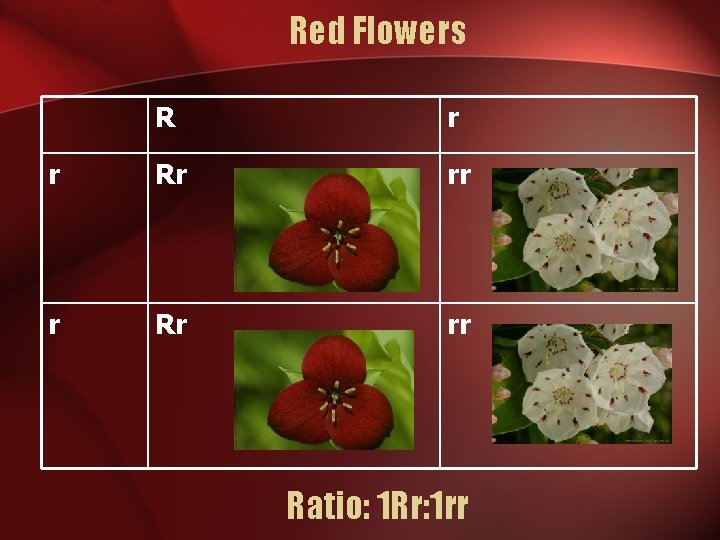 Red Flowers R r r Rr rr Ratio: 1 Rr: 1 rr 