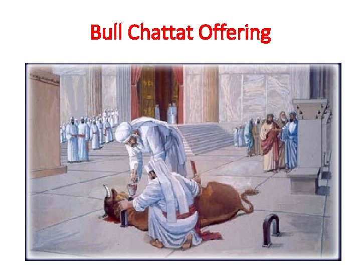 Bull Chattat Offering 