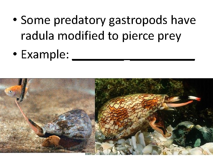  • Some predatory gastropods have radula modified to pierce prey • Example: __________