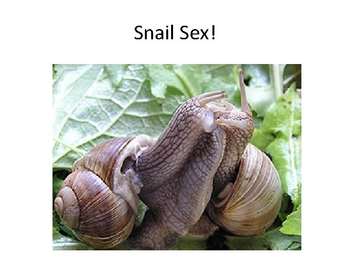 Snail Sex! 