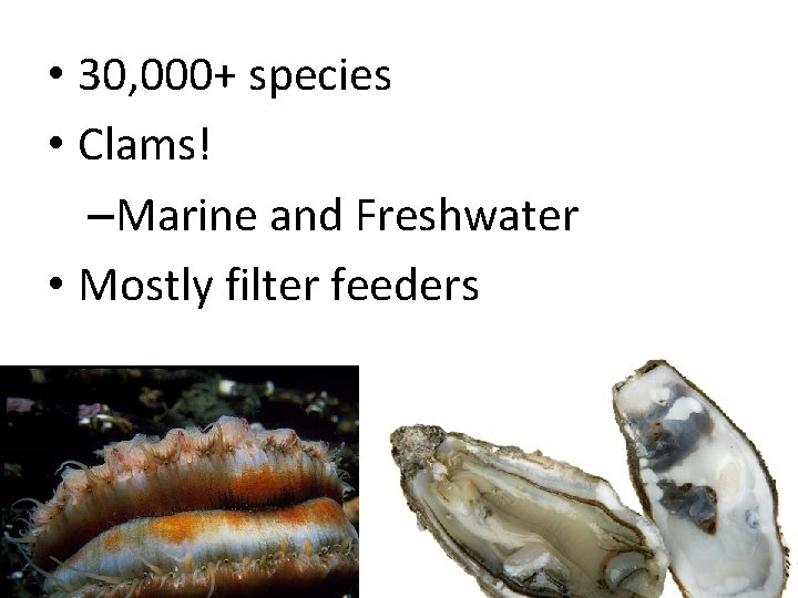  • 30, 000+ species • Clams! –Marine and Freshwater • Mostly filter feeders