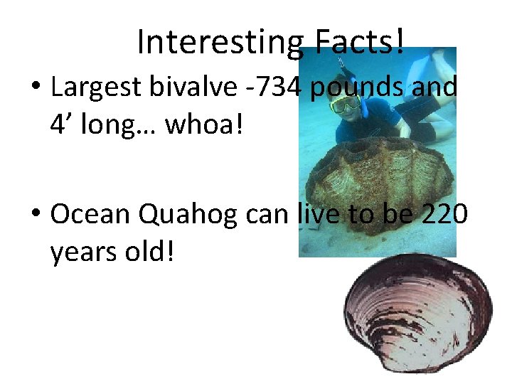 Interesting Facts! • Largest bivalve -734 pounds and 4’ long… whoa! • Ocean Quahog