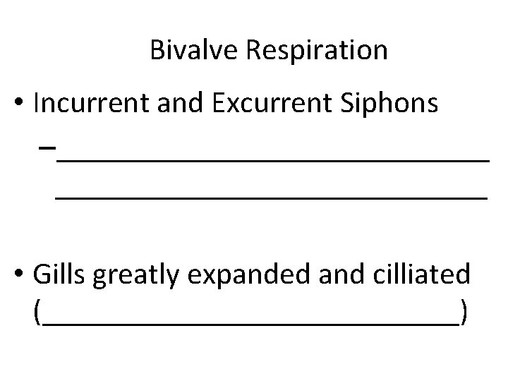 Bivalve Respiration • Incurrent and Excurrent Siphons –____________________________ • Gills greatly expanded and cilliated