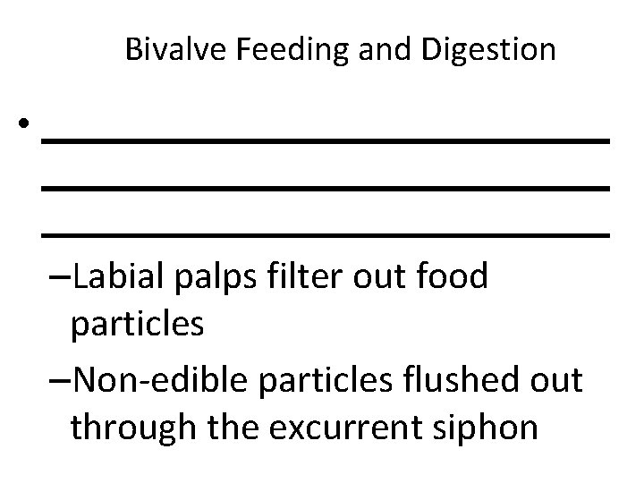 Bivalve Feeding and Digestion • _____________________________ –Labial palps filter out food particles –Non-edible particles