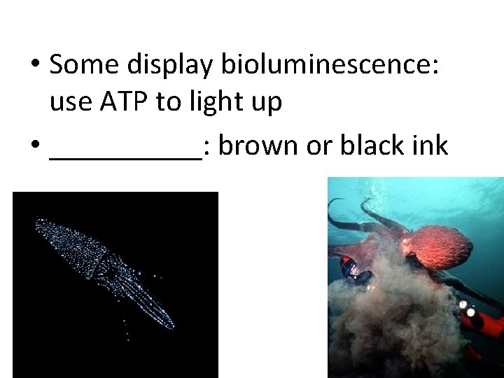  • Some display bioluminescence: use ATP to light up • _____: brown or