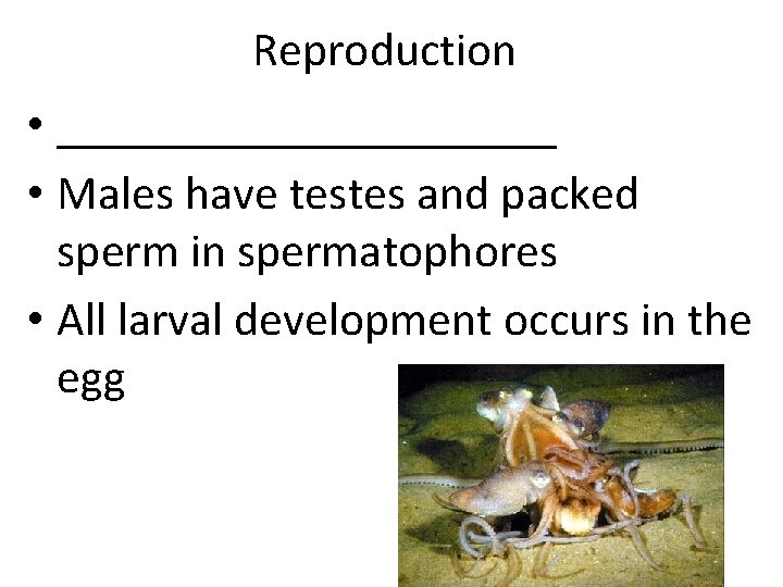 Reproduction • ___________ • Males have testes and packed sperm in spermatophores • All