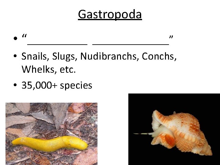 Gastropoda • “_______” • Snails, Slugs, Nudibranchs, Conchs, Whelks, etc. • 35, 000+ species