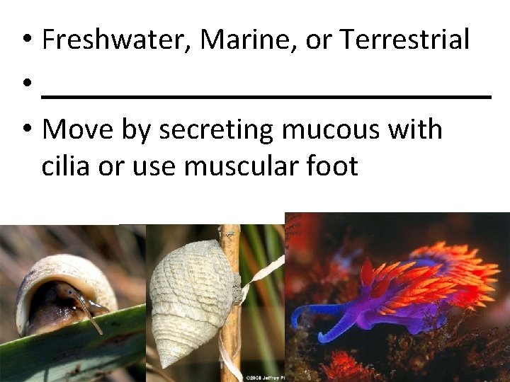  • Freshwater, Marine, or Terrestrial • _______________ • Move by secreting mucous with
