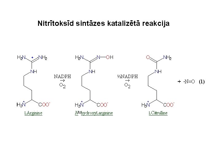 Nitrītoksīd sintāzes katalizētā reakcija 