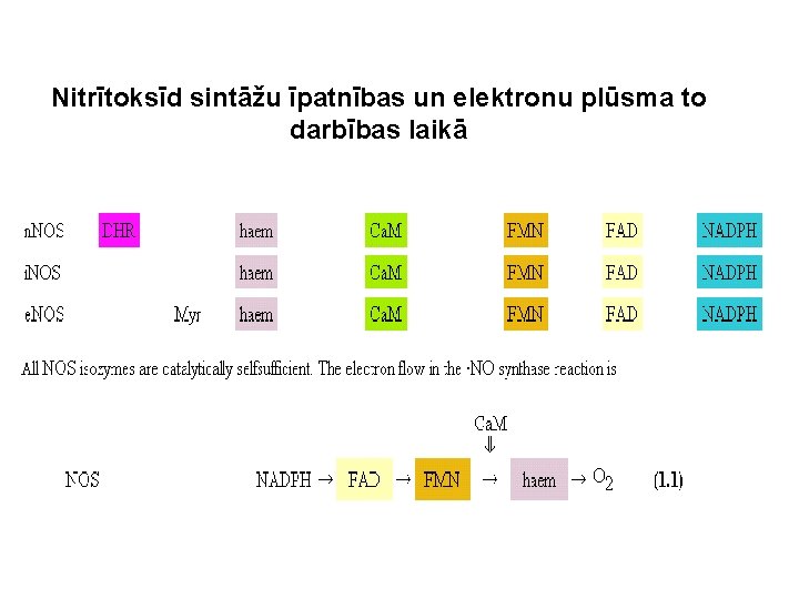 Nitrītoksīd sintāžu īpatnības un elektronu plūsma to darbības laikā 