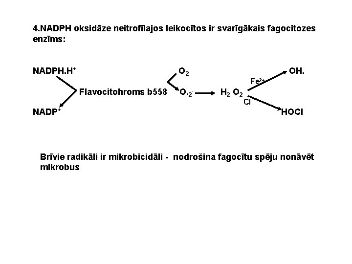 4. NADPH oksidāze neitrofīlajos leikocītos ir svarīgākais fagocitozes enzīms: NADPH. H+ O 2 OH.