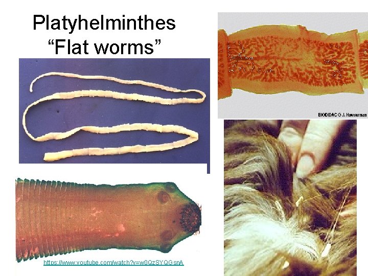 Platyhelminthes “Flat worms” https: //www. youtube. com/watch? v=w 0 Qz. SYQGsn. A 