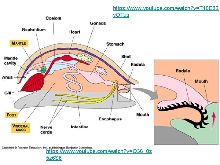 https: //www. youtube. com/watch? v=T 18 E 58 v. OTus https: //www. youtube. com/watch?